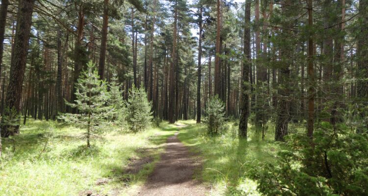 La forêt de la Matte