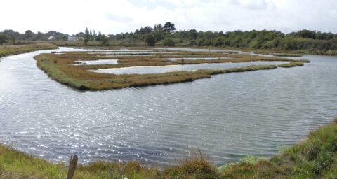 Les marais du Hézo